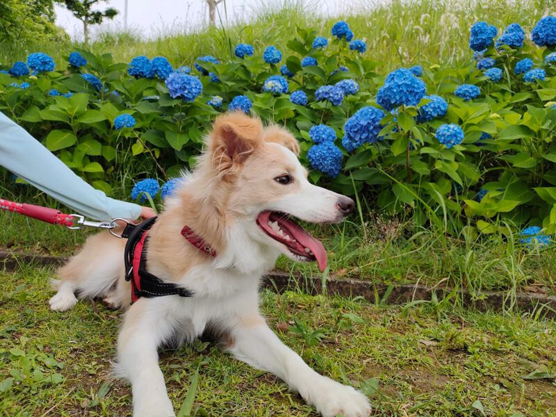 博多店スタッフ渡辺の愛犬