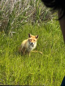 北海道の野生のキツネ